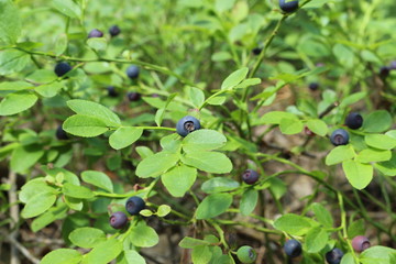 Naklejka premium Bush blueberries