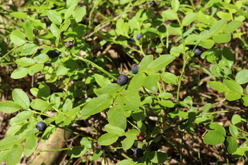 Bush blueberries