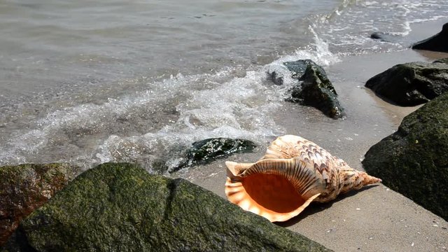 Shell Charonia Tritonis on the beach with rocks