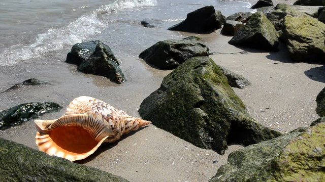 Shell Charonia Tritonis on the beach with rocks