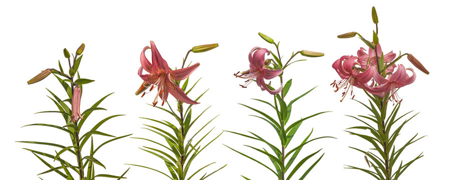 Set of  pink lilium Asian hybrids 'Rozovaja Dymka'
