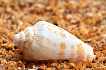 Shell of cone snail on sand