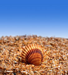 Seashell on sand