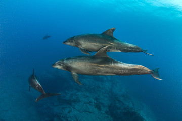 Obraz na płótnie Canvas Bottlenose Dolphin