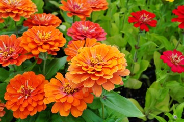 Close-up of an orange red zinnia flower in bloom