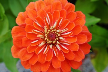Close-up of an orange red zinnia flower in bloom