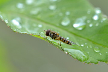 Mouche, syrphe, goutte de pluie