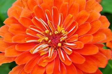 Close-up of an orange red zinnia flower in bloom