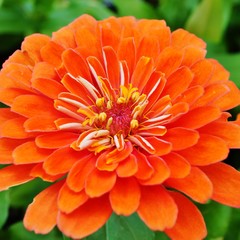 Close-up of an orange red zinnia flower in bloom