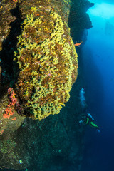 Scuba diving in Mexico