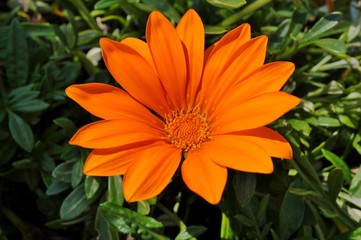 Orange gazania daisy flower