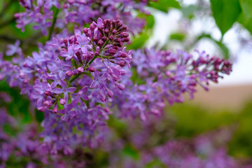 Obraz premium Pink blooming lilac tree