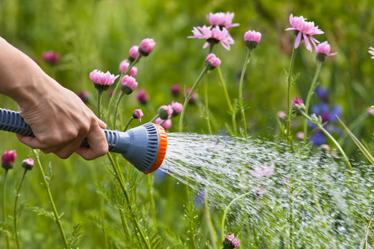 hand watering flowers in the garden