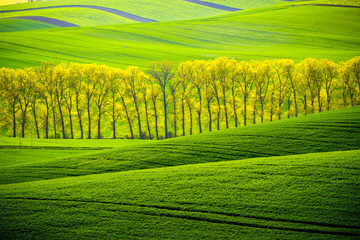 Green wavy hills in South Moravia