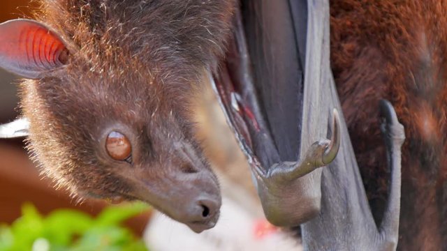 bat flying fox hanging from a tree looking around