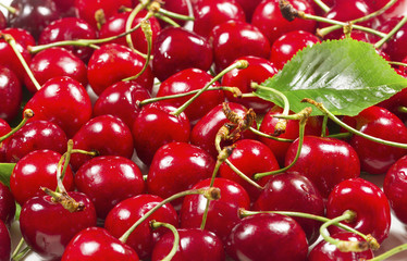 Harvest ripe Cherries with Green Leaves