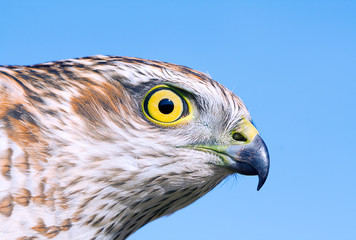 Sparrow-hawk