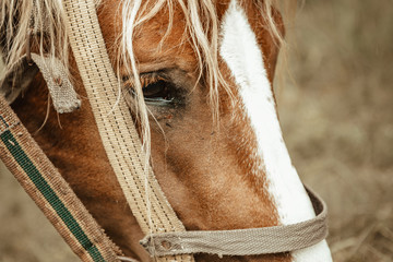 sad horse eye. horse eye close up