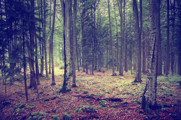 Fototapeta premium Mysterious path in the forest landscape.