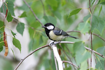 Baby great tit aka parus major learn to fly springtime