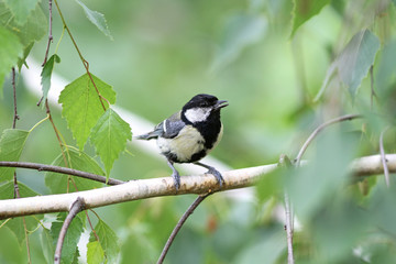 Baby great titmouse bird sitting on a branch at the beginning of