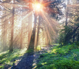 Rays shine in the fir forest