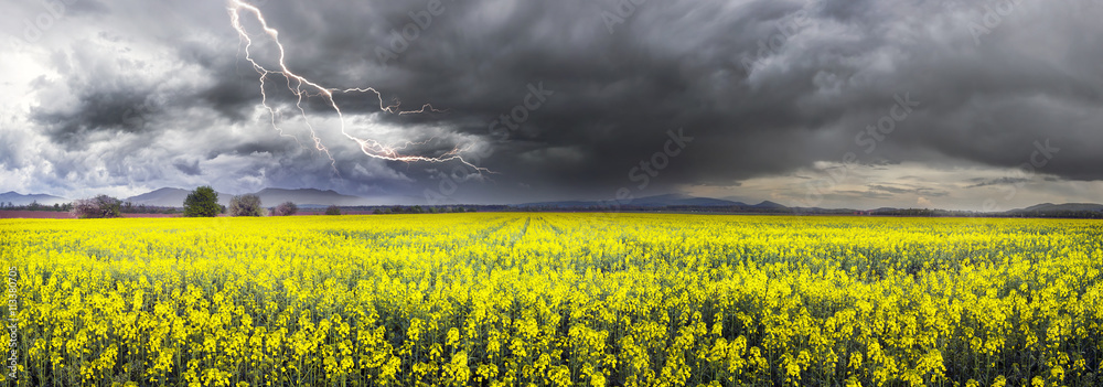 Wall mural Thunderstorm  on rapeseed field