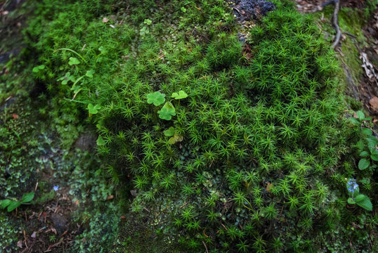 Green moss spruce trunk root shamrock leaf clover