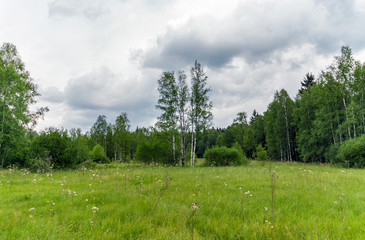 Birch meadow grass forest