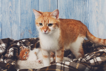 Obraz na płótnie Canvas Ginger cat with its kitten on plaid blanket