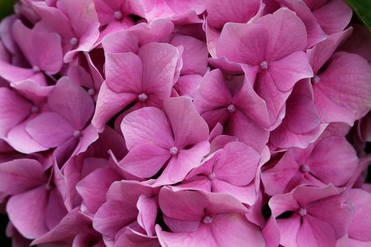Fiori di ortensia