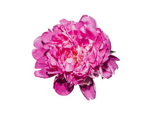 Red peony, isolated on white background.