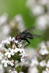 mouche aux yeux rouges,