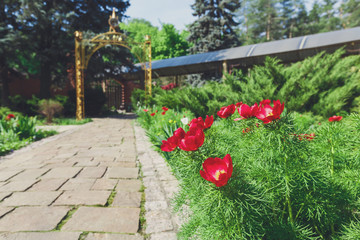 Tulips in the garden, landscape design. © Prostock-studio