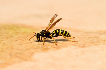 Close up of a bee drinking water