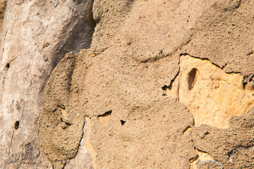 Termite nest on bark of tree
