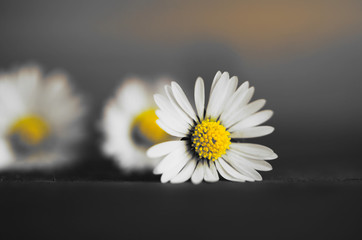 Gänseblümchen, Nahaufnahme © Gisela