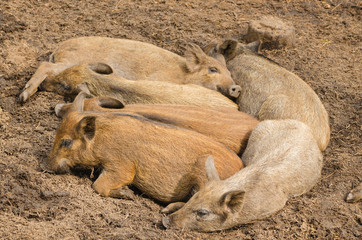 lying small wild pigs