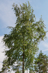 lush foliage of summer birch. Nature backgrounds
