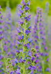 viper's bugloss plant (Echium vulgare)