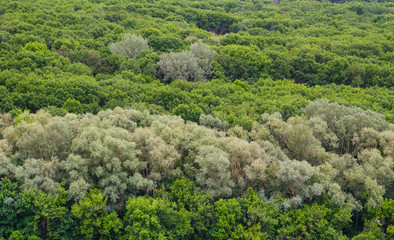 landscape view on a big forest
