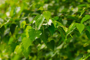 summer birch leaves