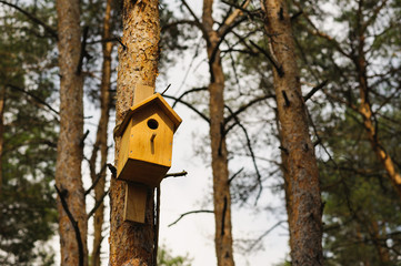 wooden Birdhouse hang on a pine tree