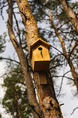wooden Birdhouse hang on a pine tree