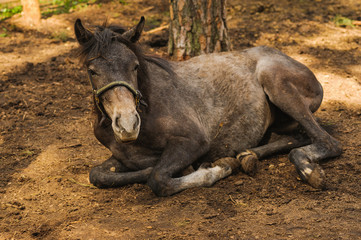 relaxation horse