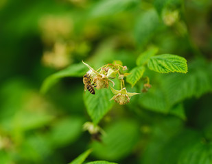 one small bee pollination flower on raspberry cane