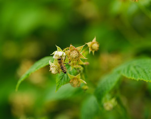 one small bee pollination flower on raspberry cane