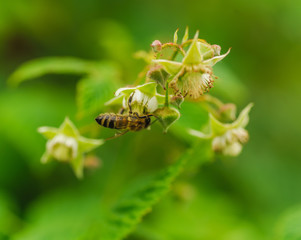 one small bee pollination flower on raspberry cane