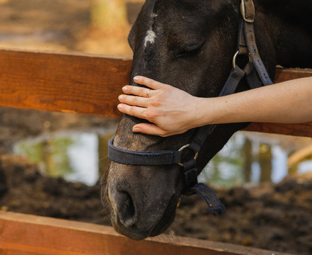 Woman Hand Caress Horse On Head