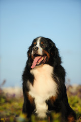 Bernese Mountain Dog sitting in field with sky